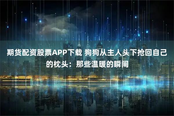 期货配资股票APP下载 狗狗从主人头下抢回自己的枕头：那些温暖的瞬间